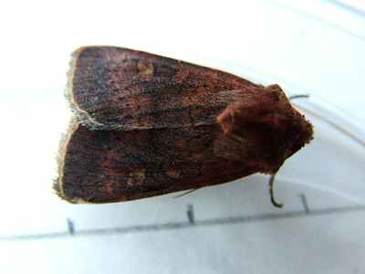 Square-spot Rustic